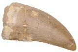 Serrated, Carcharodontosaurus Tooth - Real Dinosaur Tooth #230618-1